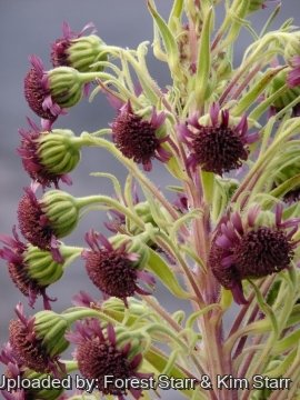 21255 star Forest Starr & Kim Starr