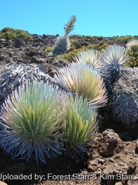 21259 star Forest Starr & Kim Starr