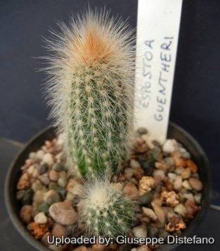 18992 giuseppe2 Giuseppe Distefano