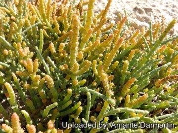 29193 amante Amante Darmanin