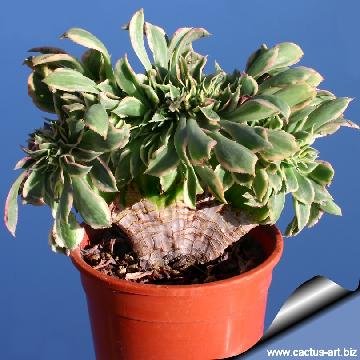 184 cactus-art Cactus Art