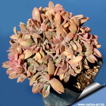 2046 cactus-art Cactus Art