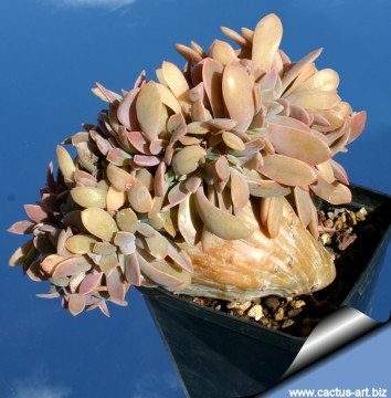 2049 cactus-art Cactus Art