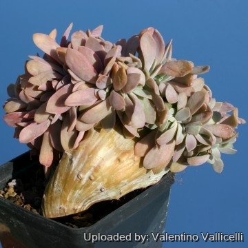 2052 valentino Valentino Vallicelli