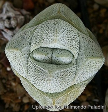 27090 RapCactus Raimondo Paladini