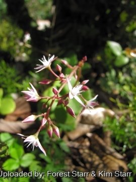 21307 star Forest Starr & Kim Starr