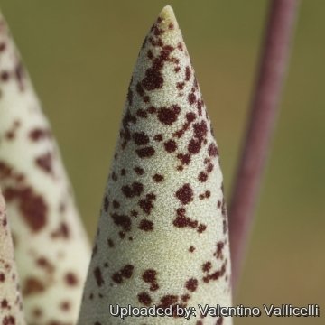 19432 valentino Valentino Vallicelli