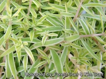 21405 star Forest Starr & Kim Starr