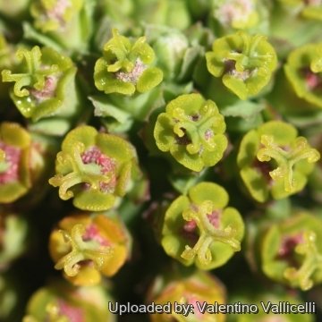 17504 valentino Valentino Vallicelli