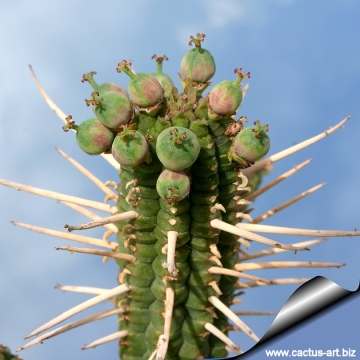 3574 cactus-art Cactus Art