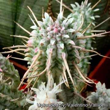 3578 valentino Valentino Vallicelli