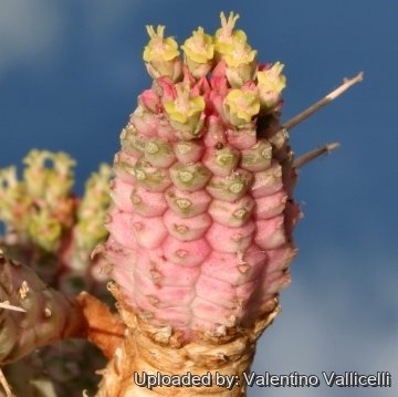 3580 valentino Valentino Vallicelli