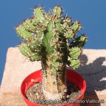 18026 valentino Valentino Vallicelli