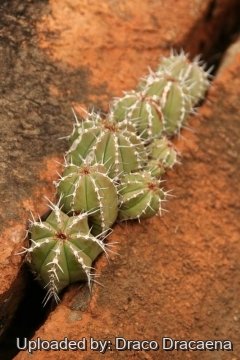 22357 draco Draco Dracaena