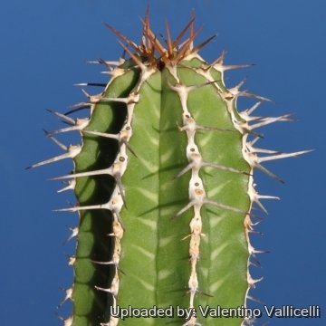 4120 valentino Valentino Vallicelli