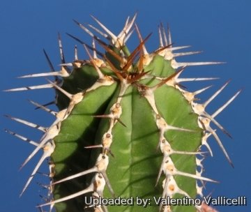 4121 valentino Valentino Vallicelli