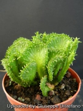 19496 giuseppe2 Giuseppe Distefano