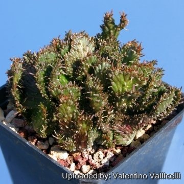 4528 valentino Valentino Vallicelli