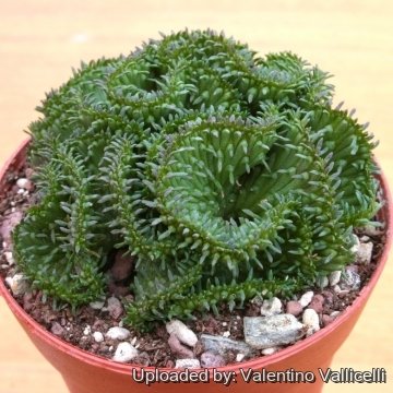 4530 valentino Valentino Vallicelli