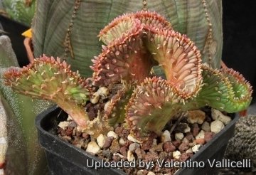 4531 valentino Valentino Vallicelli