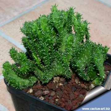 4532 cactus-art Cactus Art