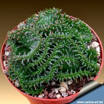 4533 cactus-art Cactus Art