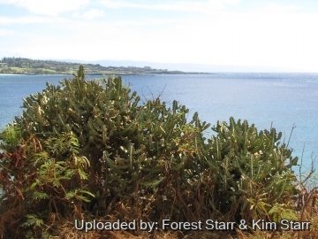 21129 star Forest Starr & Kim Starr