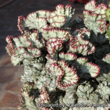 18162 valentino Valentino Vallicelli