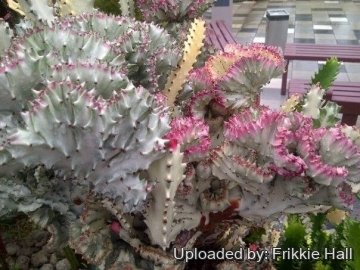 26881 frikkie Frikkie Hall