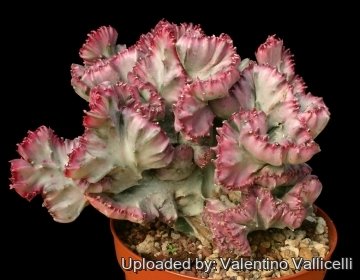 7880 valentino Valentino Vallicelli