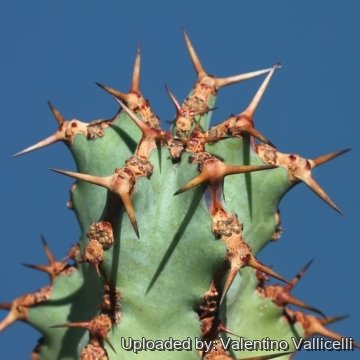 17919 valentino Valentino Vallicelli