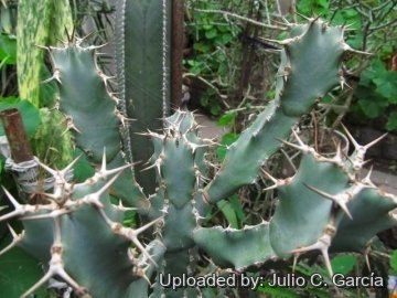 21994 julio Julio C. García 