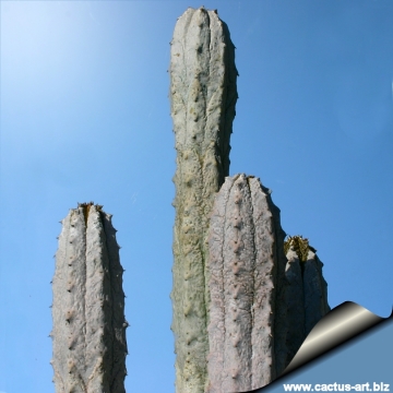 13466 cactus-art Cactus Art