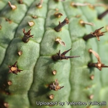 18382 valentino Valentino Vallicelli