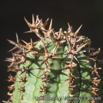 18459 valentino Valentino Vallicelli