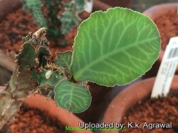 22100 agrawal K.k. Agrawal 