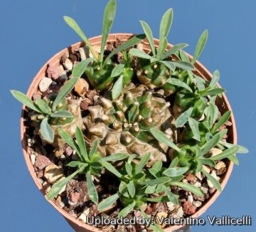期間限定値下げ！早い者勝ち！　ＦＬＯＲＡＥ　ＪＡＰＯＮＩＣＡＥ　ＦＡＭＩＬＩＡＥ Finding a Fall Fatsia Feast - Juniper Level Botanic Garden
