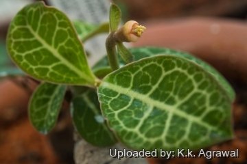 23533 agrawal K.k. Agrawal