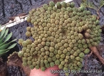 26970 frikkie Frikkie Hall