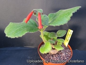 21485 giuseppe2 Giuseppe Distefano