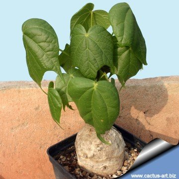 1712 cactus-art Cactus Art