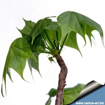 1713 cactus-art Cactus Art