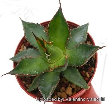 Agave horrida f. nana