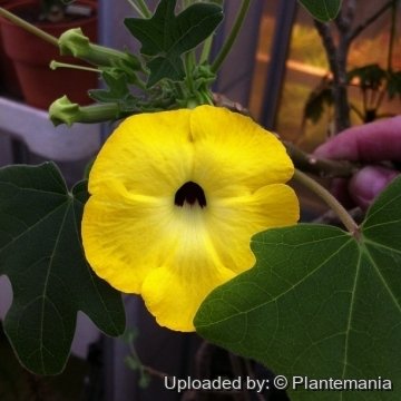 28452 plantemania © Plantemania