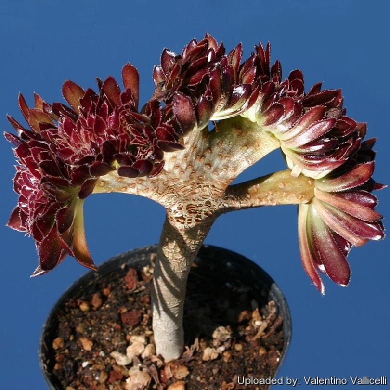 Aeonium arboreum var. atropurpureum forma cristata