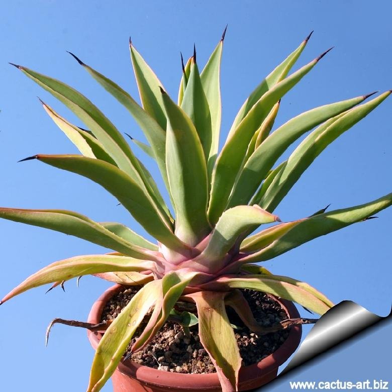 Agave desmetiana forma marginata