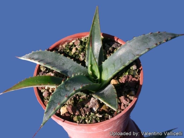 Agave mckelveyana