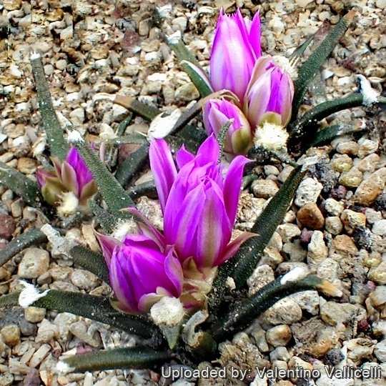 This species start flowering when still young.