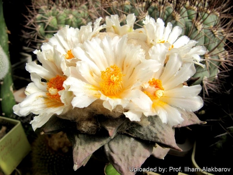 Ariocarpus furfuraceus