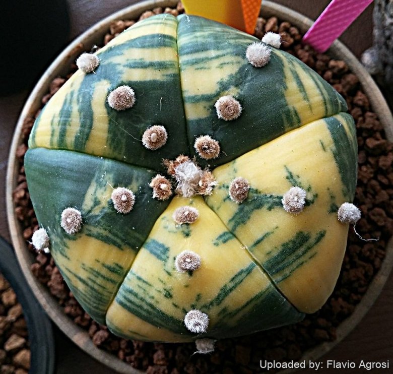 Astrophytum asterias cv. Ruri Kabuto Nisiki (Yellow)